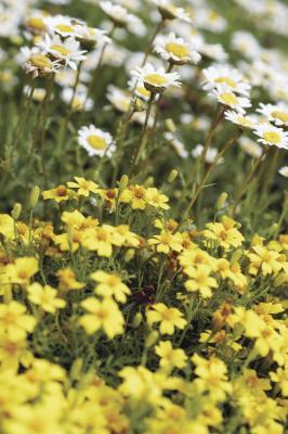 Natural Remedies for Sleeplessness in Infants and adults