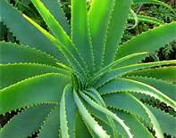 Remedies with Aloe Vera