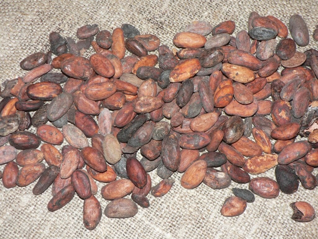 Cocoa protects against heart disease