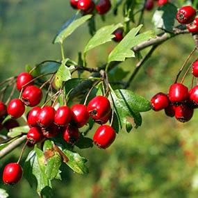 High blood pressure or hypertension