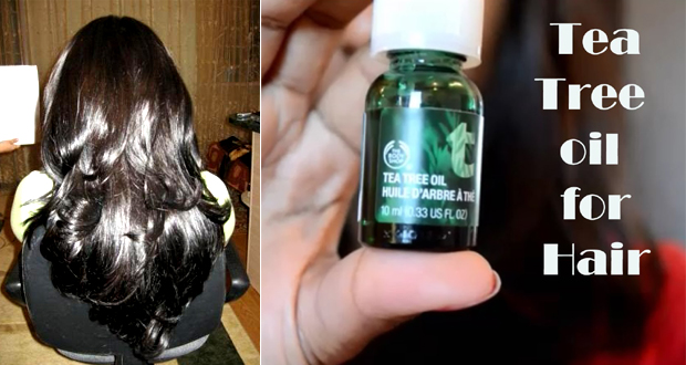 Home Remedies For Dandruff : TEA TREE OIL
