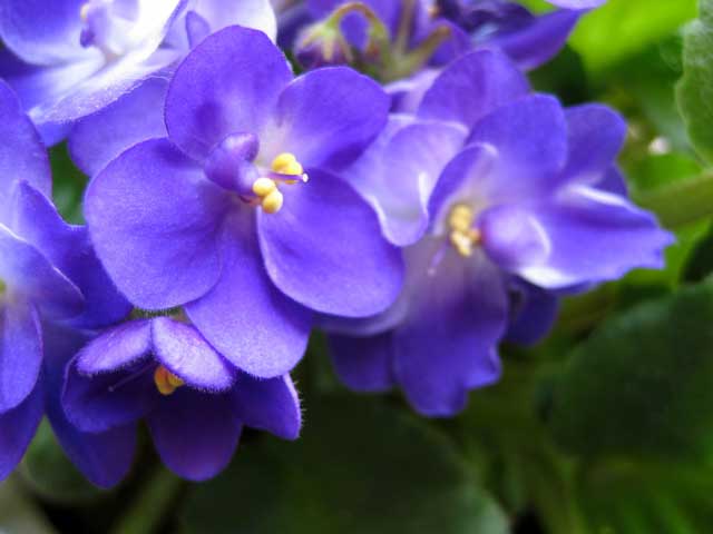 The violet is a flower very well known and appreciated for its fragrance