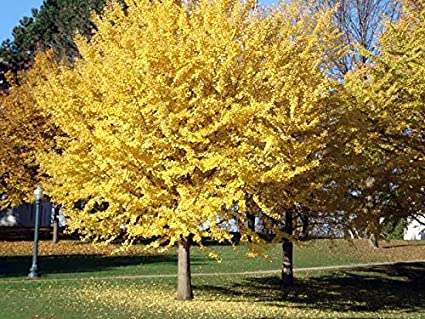 Benefits Of Ginkgo Biloba