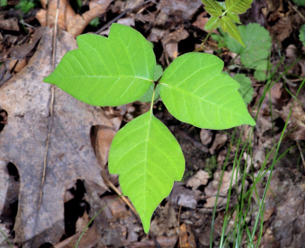 Treatment for poison ivy