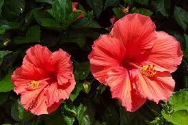 Hibiscus Flower and Coconut Oil Infusion for Reducing Hair Loss