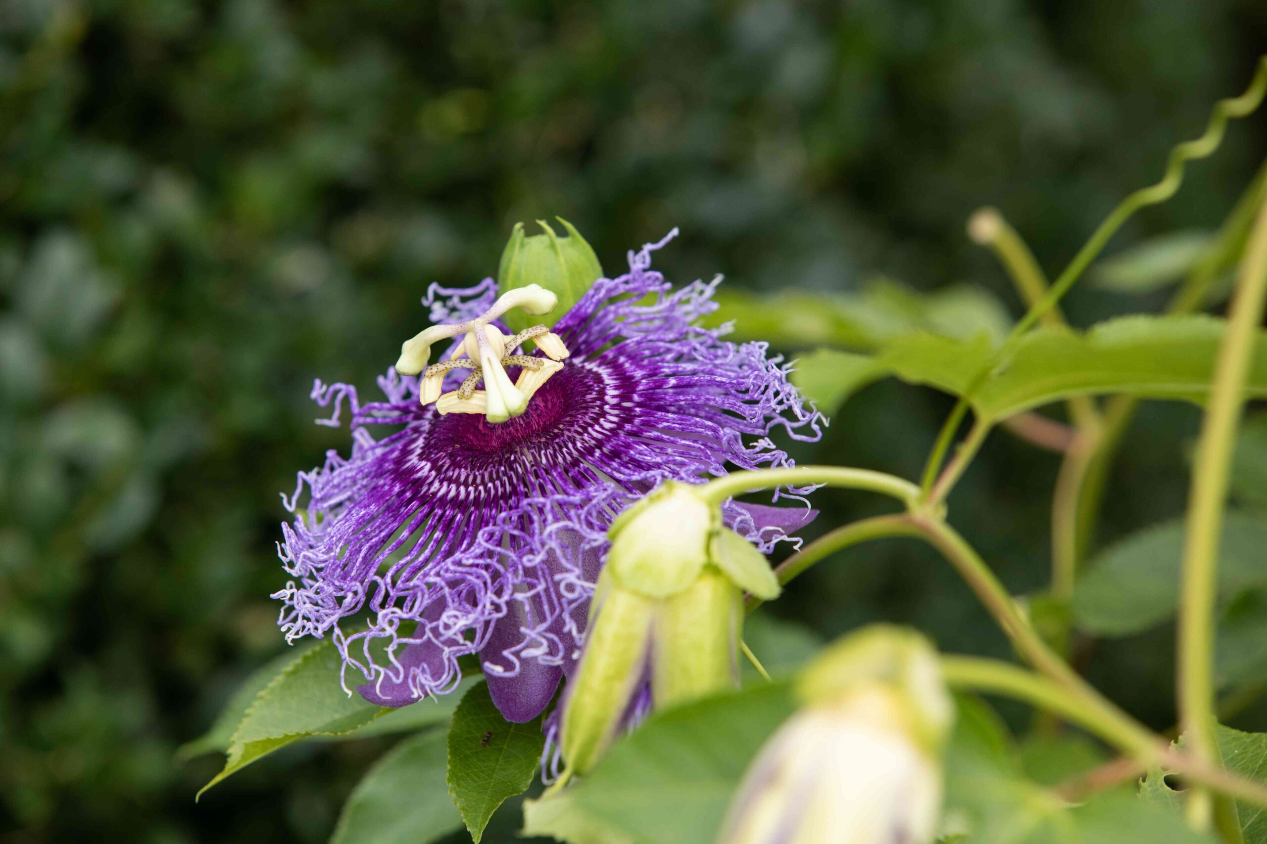 Natural Home Remedy for Anxiety and Insomnia: Passionflower Calming Herbal Tea