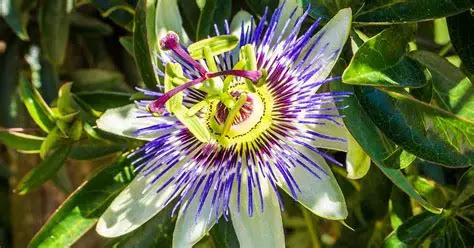 Health Benefits of Passionflower for Anxiety and Sleep